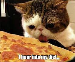 Share the best gifs now >>>. Funny Animal Pictures Of The Day 24 Pics Funny Diet Memes Funny Animals Funny Animal Pictures