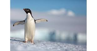 How does a penguin build its house? Penguins Movie Review