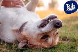 As a result your muscles can't … Why Do Dogs Grind Their Teeth The Answer To All Your Questions
