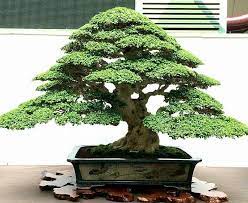 Outdoorbonsai Pohon Bonsai Bonsai Bunga