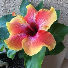 The genus is quite large, comprising several hundred species that are native to warm temperate. Hibiscus Care How To Care For Hibiscus Flower Glossary