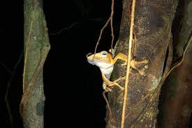The entrance fee is rm10 per malaysian adult. Top Destinations Africa Activity Night Frogs Tour At