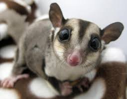 Beginner S Guide To Sugar Glider Care Vetcare Pet Hospital