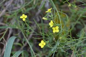 Image result for Sida dregei