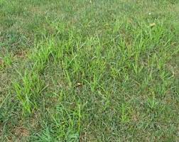 This helps promote healthy root growth and increases resistance to pests and disease. Weeds That Look Like Grass List Of Grass Like Lawn Weeds Lawn Chick