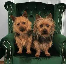 Shop with confidence on ebay! Kylott Kennels Aussie Terrier Home Facebook