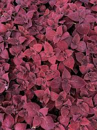 Image result for Coleus