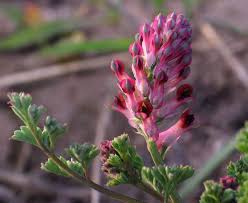 Image result for Fumariaceae