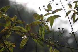 Image result for Dinophora spenneroides