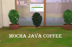 Mocha java holds a reputation of being the world's most famous and oldest coffee blend. Mod The Sims Harvestable Mocha Java Coffee