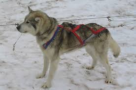 Gentle and playful, this cheerful dog is very fond of his or her family. Alaskan Husky Breed Information And Pictures Petguide