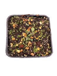 Image result for Genlisea hispidula