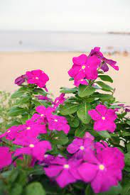 Gallerie fotografiche di immagini floreali da scaricare utilizzare immagini floreali scaricate dal web utilizzando un motore di ricerca, se immettete le parole chiave: Fiori Spiaggia Immagini Gratis Da Scaricare Titania Foto