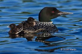 Black Bird With Blue Neck Ontario Common Loon Family In Algonquin Provincial Park Ontario Animals Common Loon Pet Birds