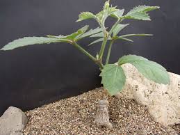 Image result for Cyphostemma lanigerum