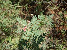 Image result for Indigofera colutea