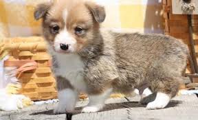 Pembroke welsh corgi puppies for adoption. Pembroke Welsh Corgi Puppy For Sale Adoption Rescue For Sale In Paxton Illinois Classified Americanlisted Com