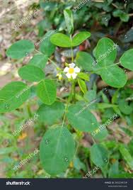 Image result for Oxalis barrelieri
