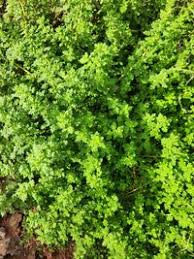 Image result for Dysphania schraderiana