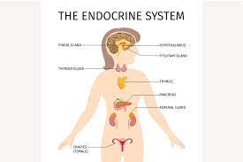 Endocrine System Endocrine System Endocrine Dental Humor