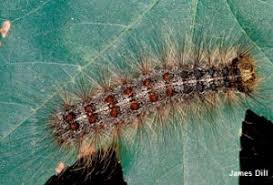 Black And Red Caterpillar Maine Gypsy Moth Cooperative Extension Insect Pests Ticks And Plant Diseases University Of Maine Cooperative Extension