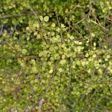 Image result for Rourea thomsonii