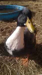 These magnificent swedish blue duck have a striking appearance, with their fantastic black head, white bib, and a beautiful clear blue body. Blue Swedish Reviews Backyard Chickens Learn How To Raise Chickens