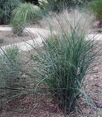 Image result for Panicum