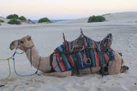 You can take a camel ride along the beach or slide down astonishing 30 metre high sand dunes. Port Stephens Must Do Camel Ride In Stockton Sand Dunes
