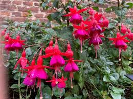 Beautiful Dancing Fushias Gardening Fuchsia Flowers Beautiful Plants