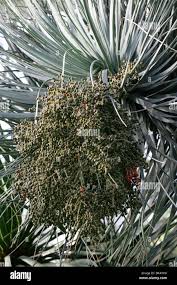 Image result for Dracaenaceae