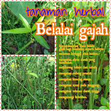 • menyahtoksik, menyembuhkan lebam, bengkak dan penyahlembapan. Herbal Belalai Gajah 10 Batang Lazada Indonesia