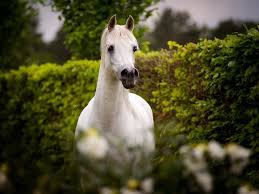سر الخيل العربية وتميزها فى تعدد مواهبها Grey Horse Arabian Horse Horses