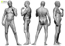Ideal for artist to reference or to use as a sample while modeling. Anatomy360 Tumblr Blog With Posts Tumbral Com