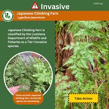 Image result for Lygodium