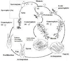 Maybe you would like to learn more about one of these? Life Cycle Of Moss 81 Download Scientific Diagram