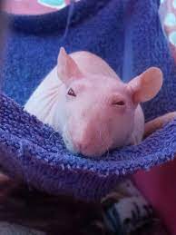 Giles The Hairless Rat Cute Rats Pet Rats Cute Funny Animals