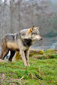 Motomo Wolf Poses Wolf Pictures Wolf Dog