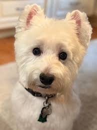 🍪🧁 My boy is 12 years old who loves to bake, please give my boy a follow  & a like and support a young boy who doing what he loves, he will