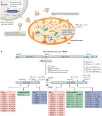Wilson perez, francisca perez, maria perez, cristina perez. Mechanisms And Regulation Of Protein Synthesis In Mitochondria Nature Reviews Molecular Cell Biology