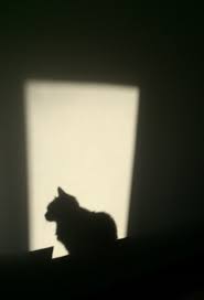 Black And White Photos Of Animals In Shadows Our Cat Black White Shadow Doctorfashion Shadow Photography Shadow Pictures Shadow Art
