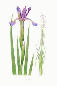 Download Premium Illustration Of Vintage Iris Flower Illustration Template Flower Illustration Iris Flowers Flower Graphic