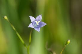 Image result for Wahlenbergia hookeri
