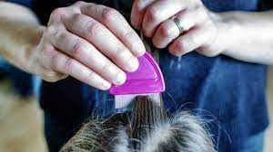 Learning how to get rid of lice might seem like a lot of work, and that's because it is. How To Get Rid Of Head Lice Permanently Mingara