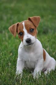Jack Russell Terrier Kleinkind Wie Niedlich Er Uns Anschaut Jack Terrier Jack Russell Terrier Puppies Jack Russell Puppies