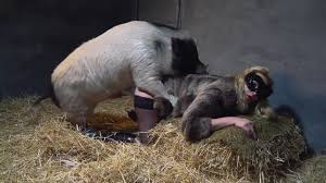 Bestiality with pig
