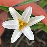 Image result for Xerophyta schlechteri