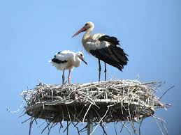 Risultati immagini per cicogna aeroporto