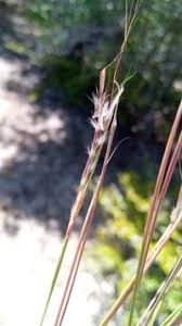 Image result for Andropogon fastigiatus