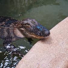 Gator Chateau | Jennings LA